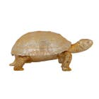 Richmond Decoratie Box Turtle 